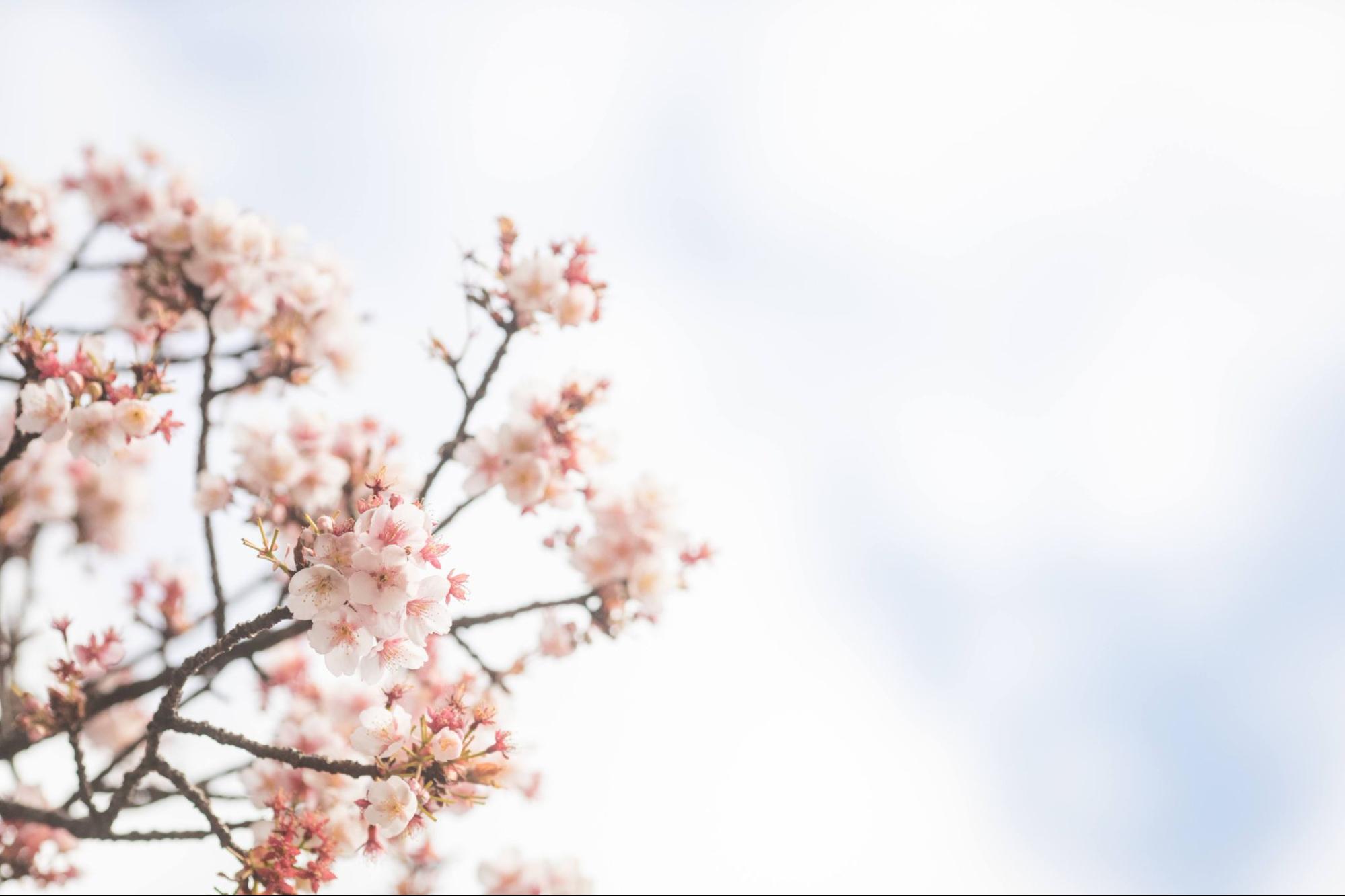 桜の花と空