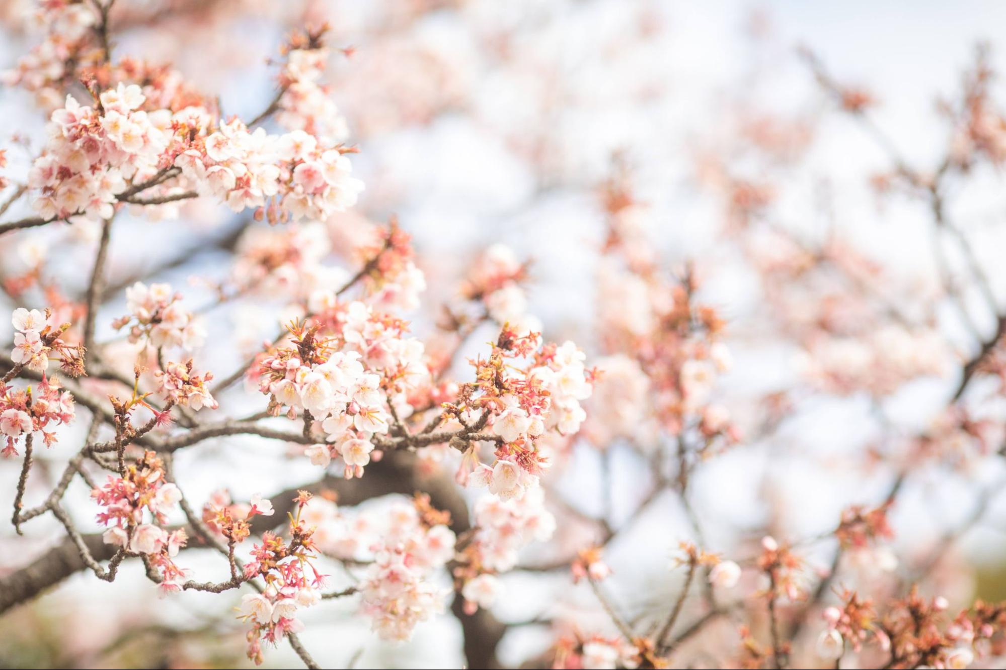 桜の木 桜の花